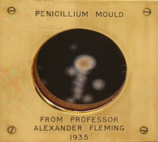 Penicillin