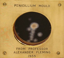 Penicillin