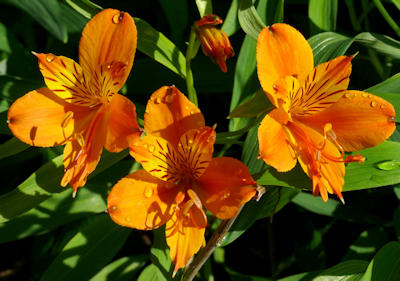 Alstroemeria aurantiaca